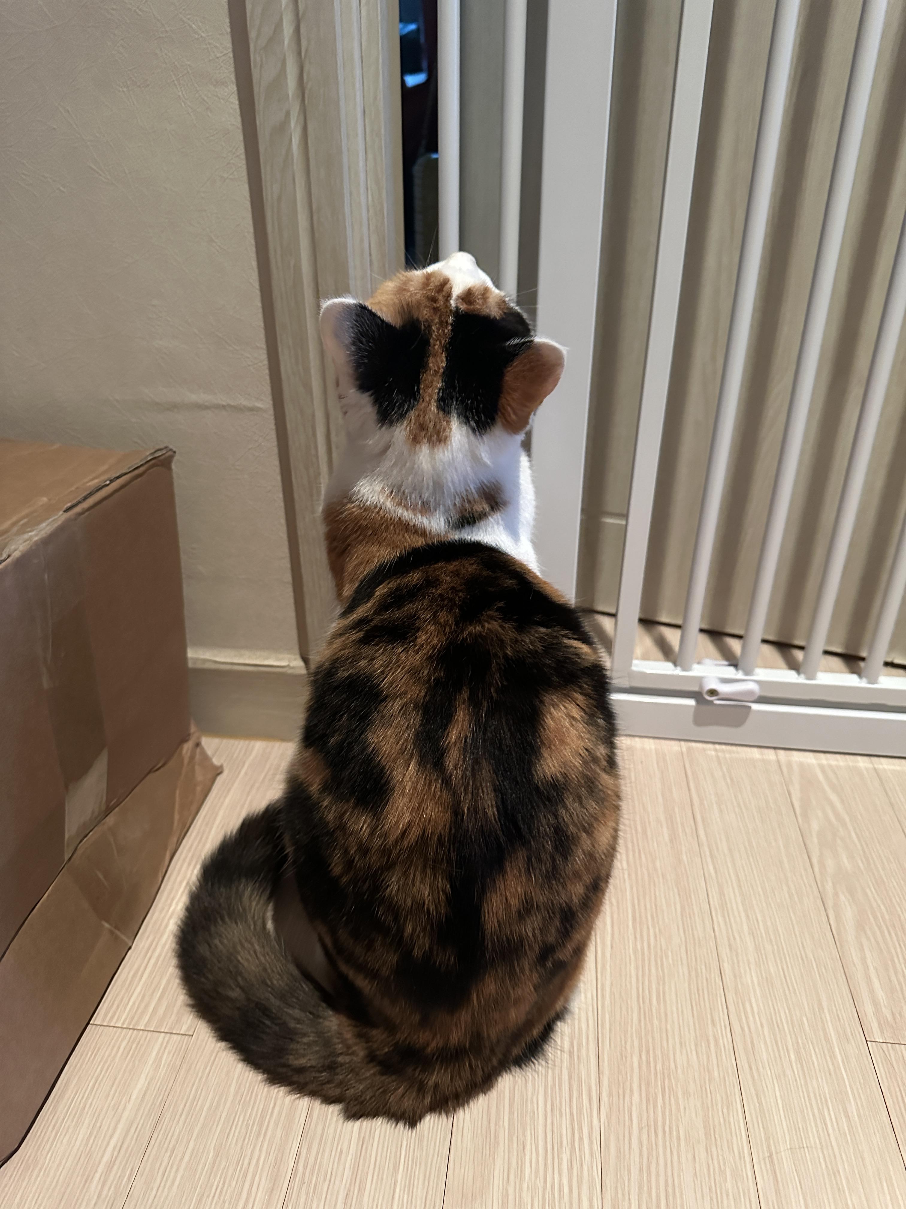 세이펫_안전문_앞_요미