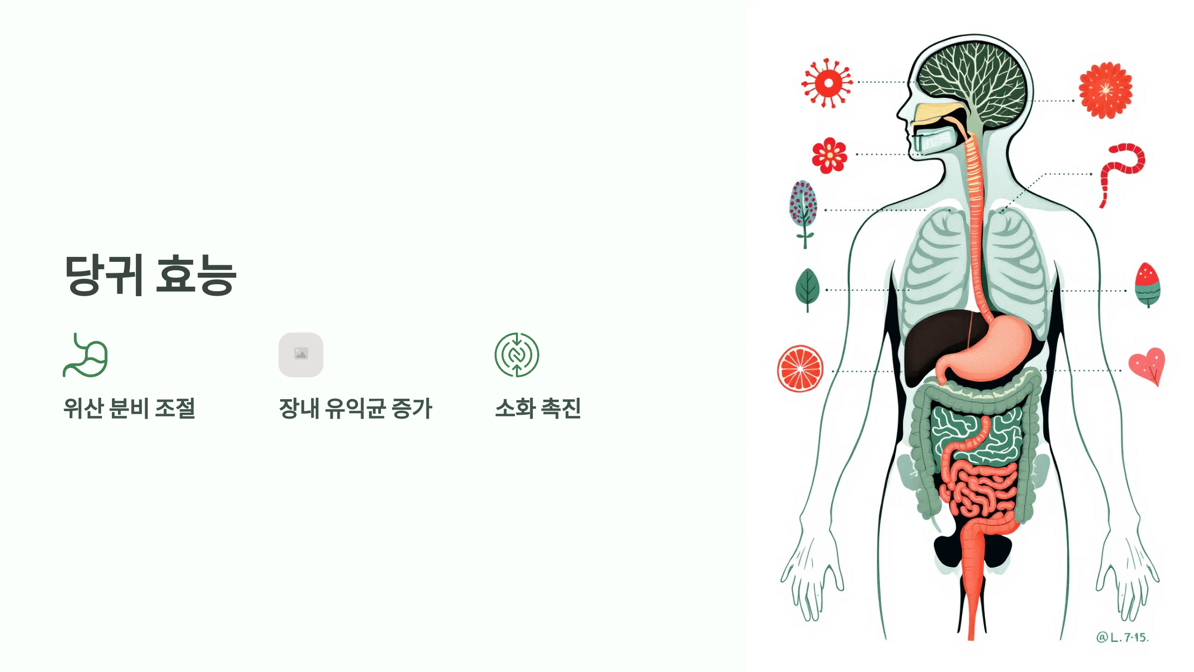 당귀 사진입니다.