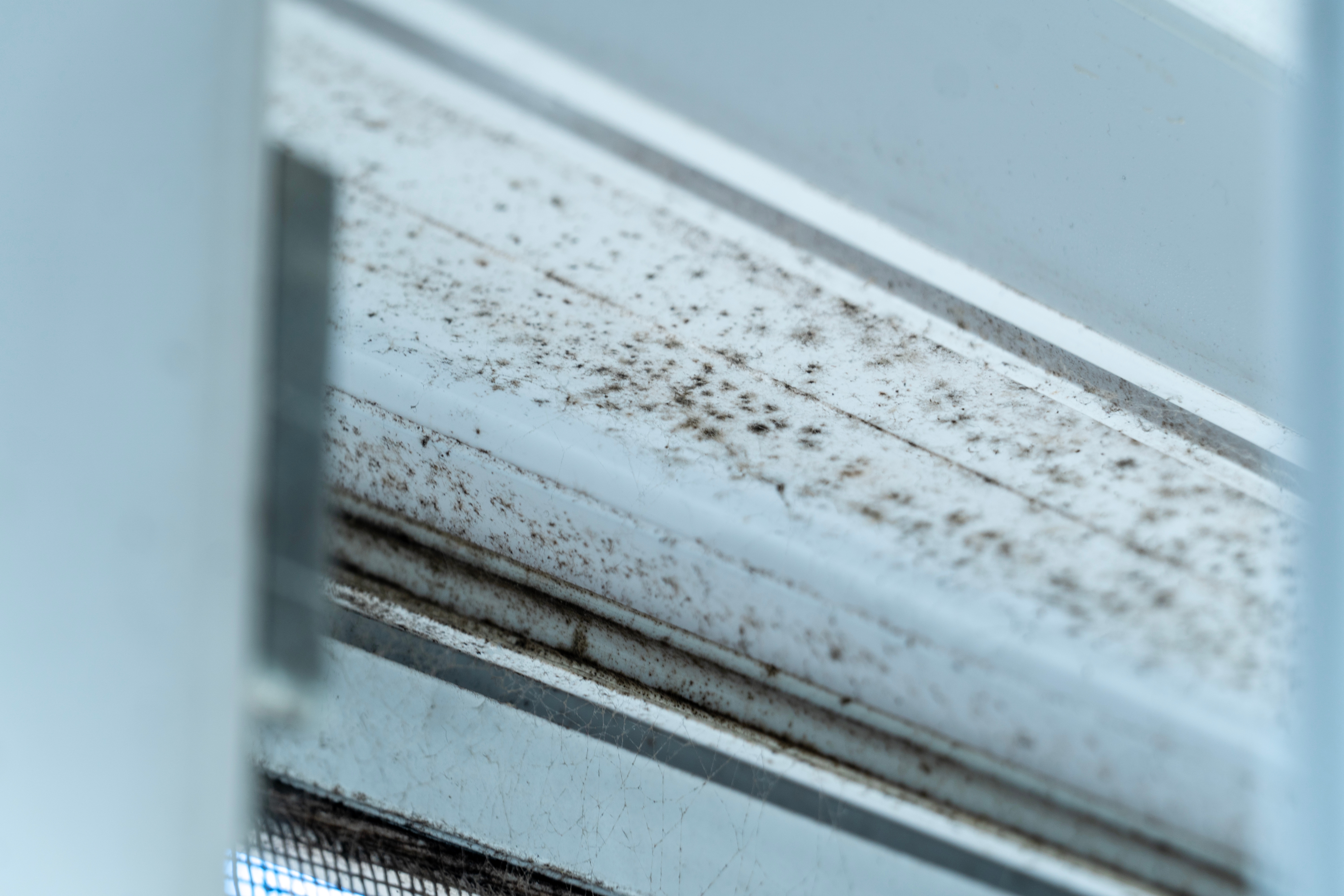 장마철 실내 창틀에 생긴 검은 곰팡이, 고온다습한 환경으로 인한 곰팡이 번식 사례