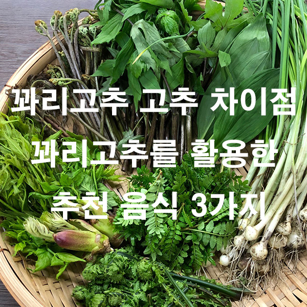 꽈리고추 고추 차이점 꽈리고추를 활용한 추천 음식 3가지