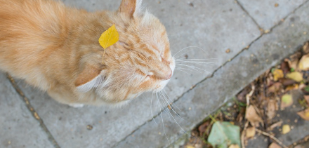 재채기를 하는 고양이.