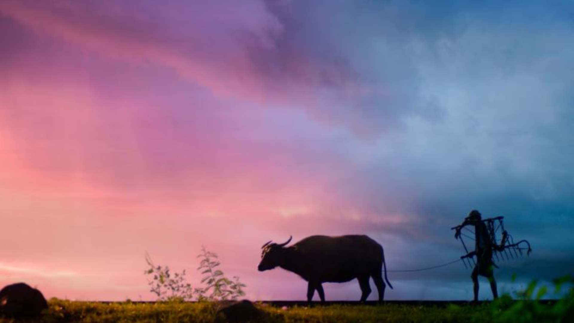 공익직불금 신청 방법 (신청자격, 지급시기)