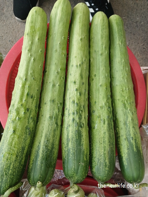 통통한 시장용 생오이 다섯 개의 정면 모습-오이 영양성분 (100g 기준) 설명을 적합한 오이