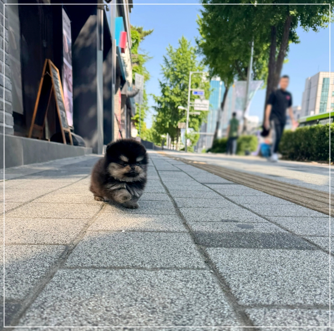 블랙탄 포메라니안 외모 특징