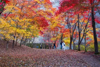 가을 단풍여행 베스트 명소 시니어 추천 코스 완벽 가이드_10