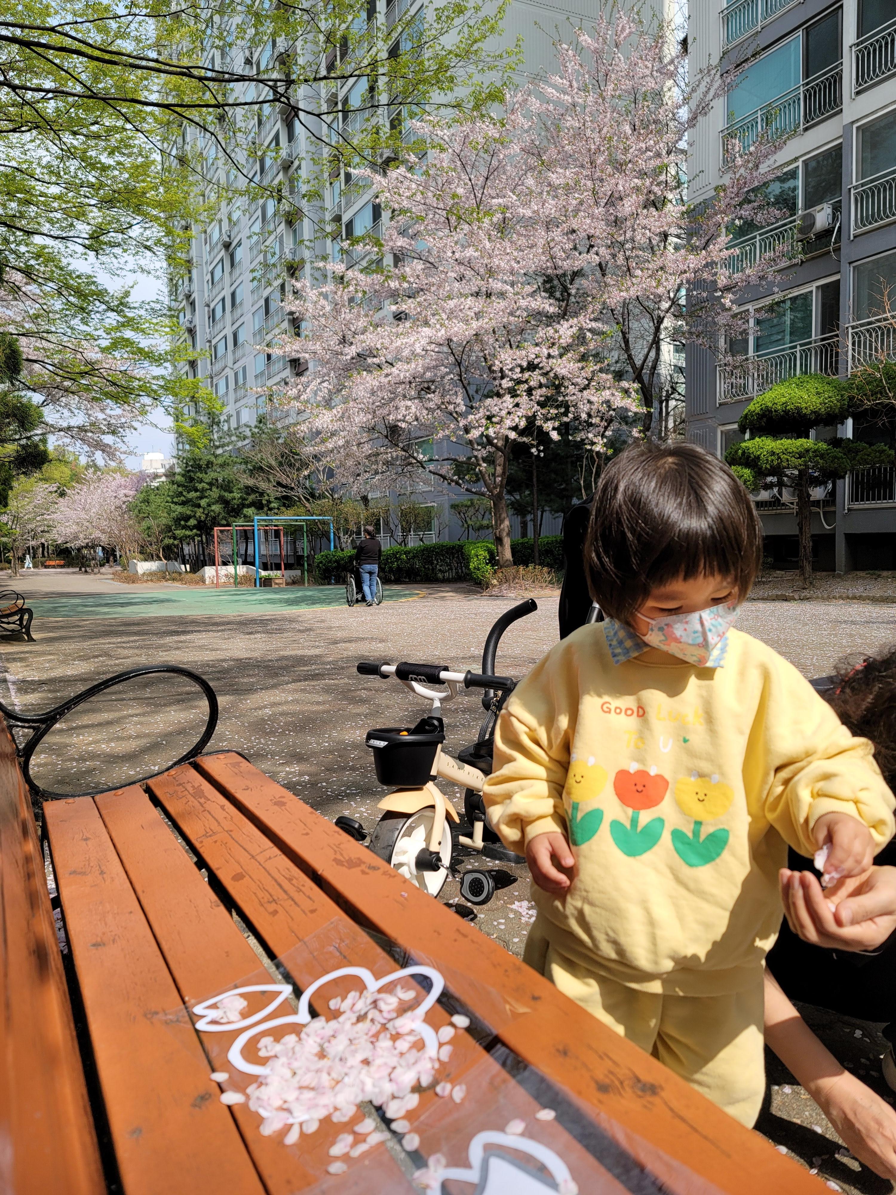 수원 숨은 벚꽃 명소