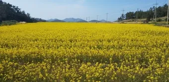 유채 재배 가을 파종 겨울 보온 봄 개화_31