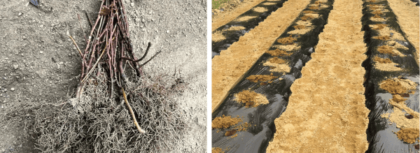오미자-재배법-묘목-심기-재식거리-심는방법-정식방법