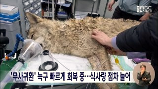 늑구 근황 &amp;#124; 성심당 늑구빵 &amp;#124; 대전 오월드 스타 늑대