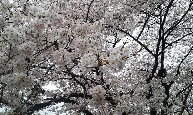 벚꽃 개화시기 2025 벚꽃축제 벚꽃명소 벚꽃산악회