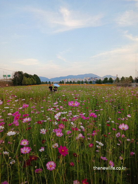 구리 한강시민공원 코스모스 축제 개화 현황 – 넓게 펼쳐진 꽃밭 전경