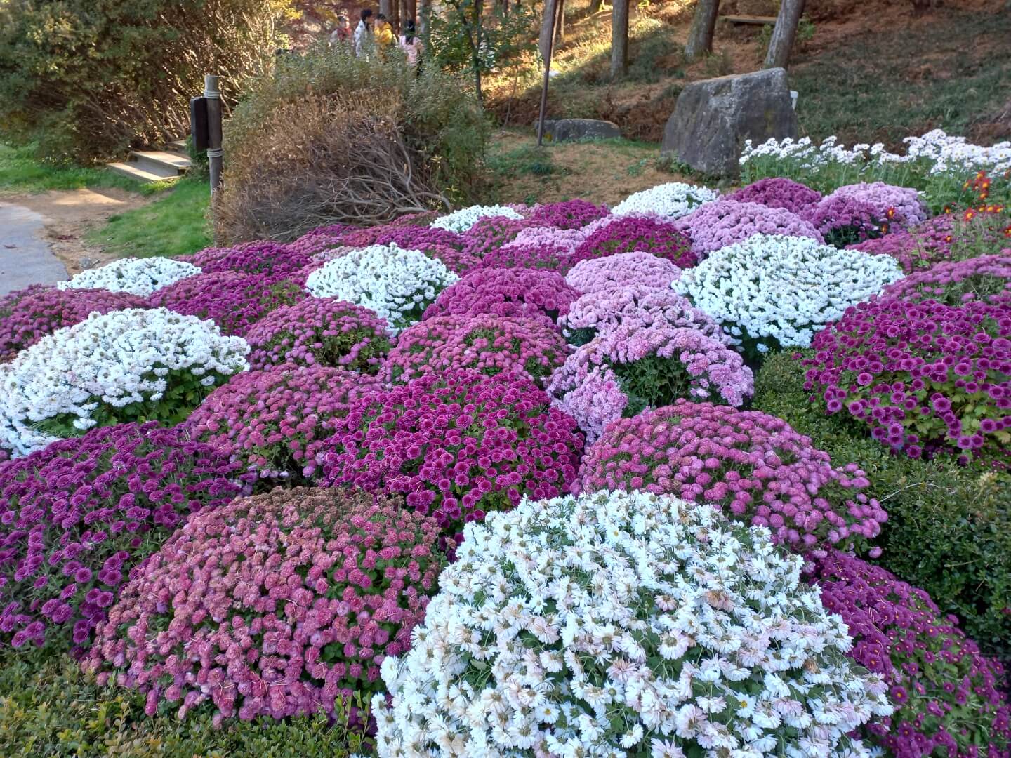 아침고요수목원 수국축제