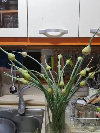 마늘 심는 시기 품종선택 비닐멀칭 웃거름 녹병 예방법_10