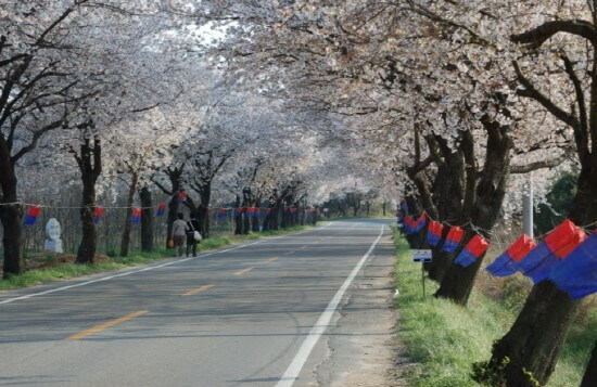 월출산 벚꽃길