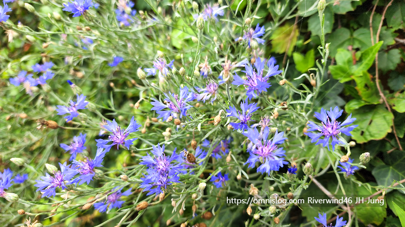 수레국화 Cornflower