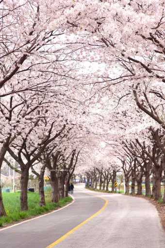 "벚꽃