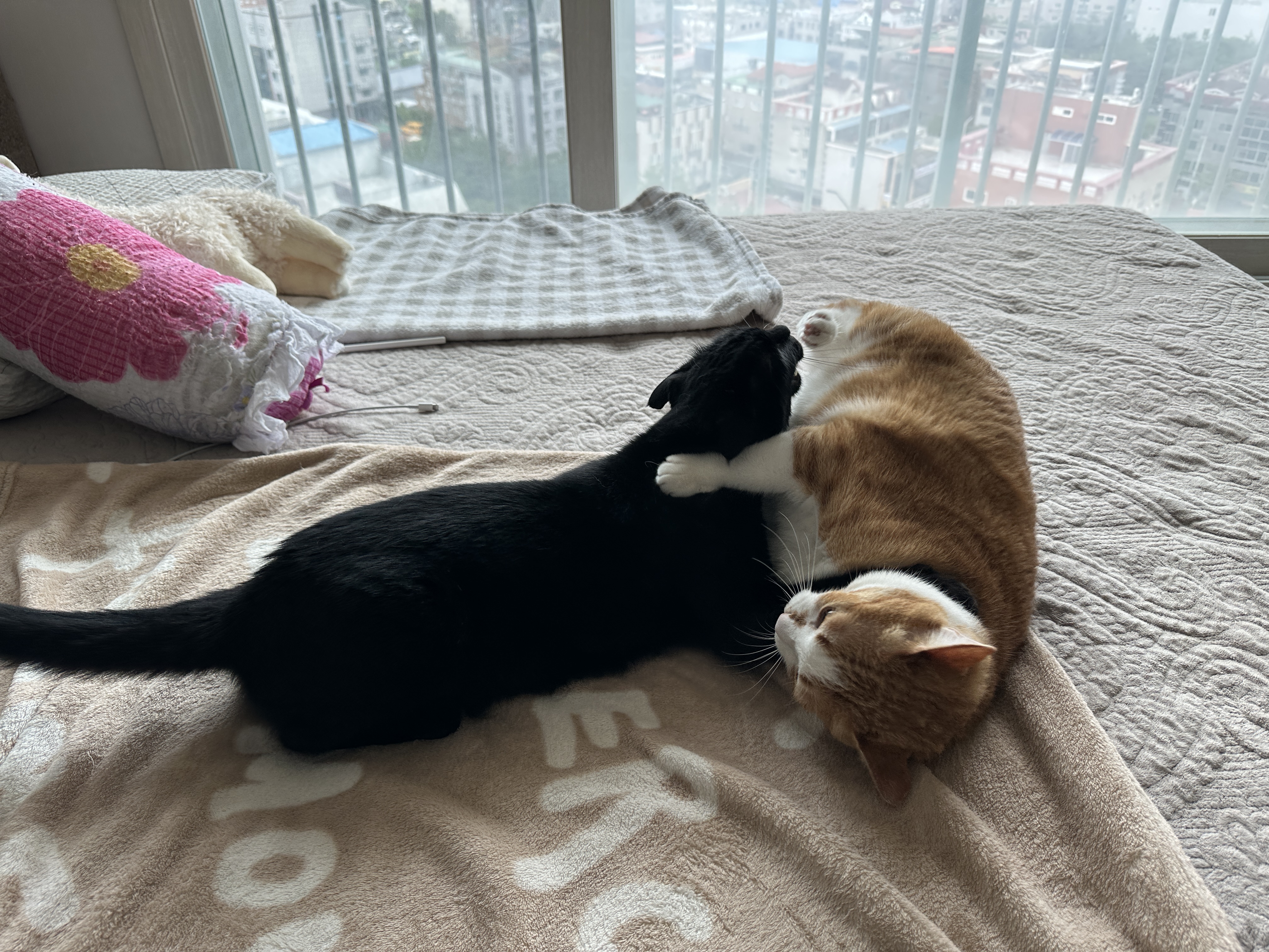 적당히는_모르는_동생_고양이_건이와_형아_고양이_호야