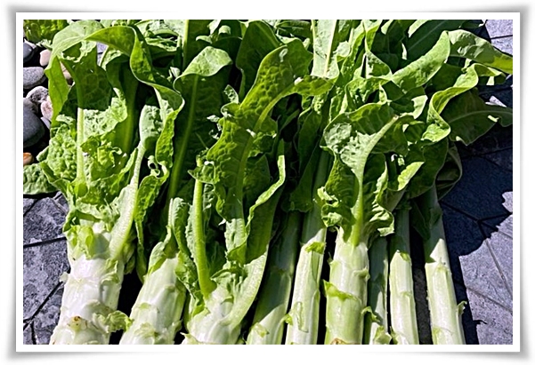 텃밭 "궁채(줄기상추)" 황제가 사랑한 채소, 건강과 맛을 다 잡는 비법!