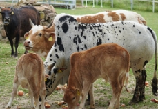 농축산물 할인지원