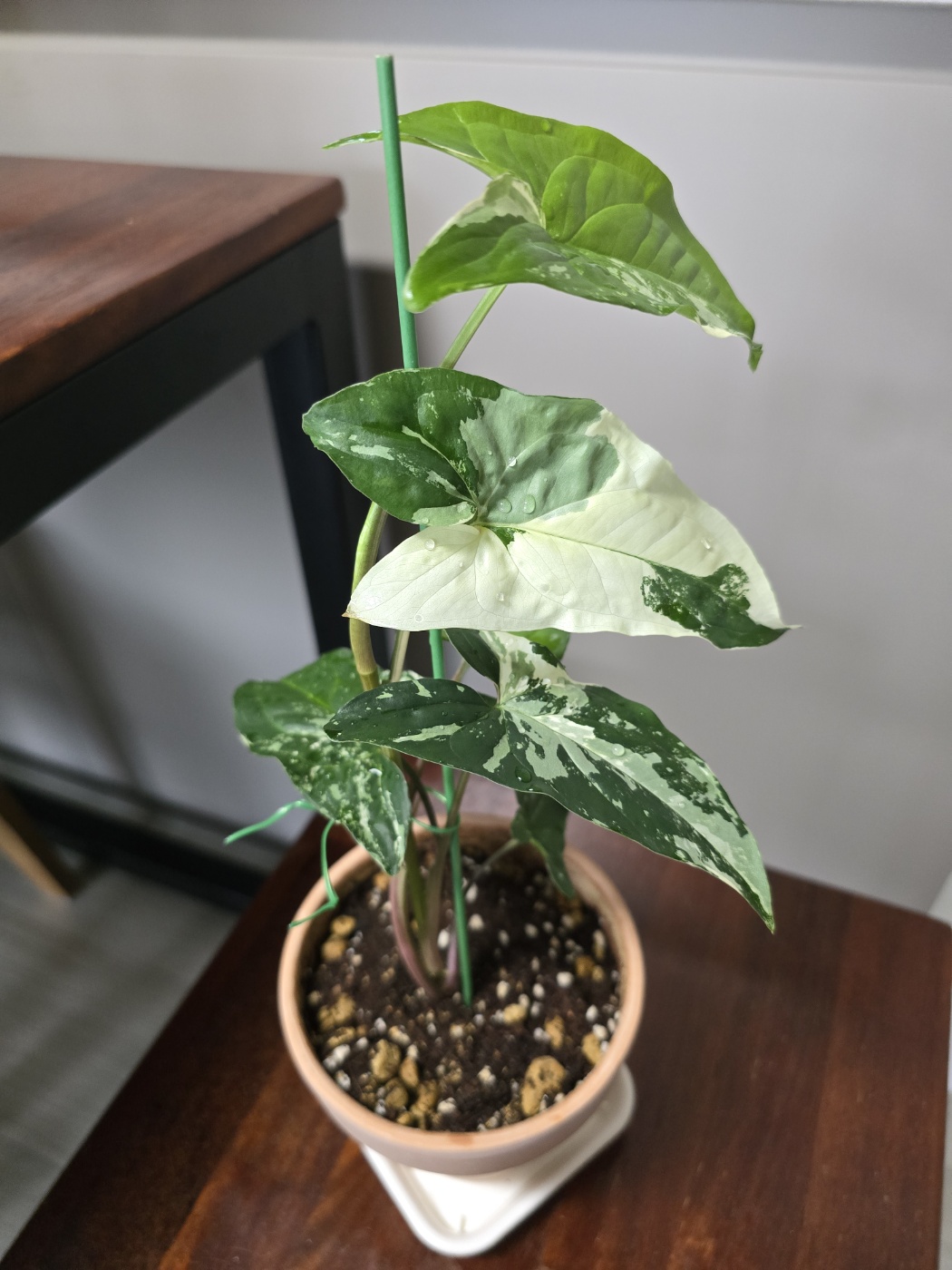 현재 아주많이 성장한 무늬싱고니움이에요.