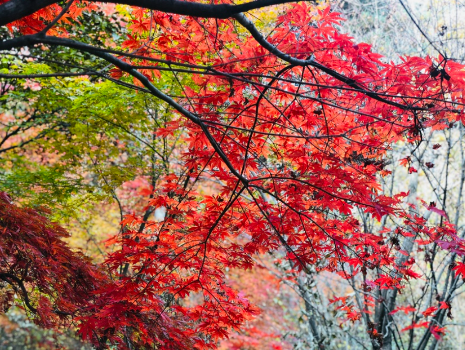 서후리숲