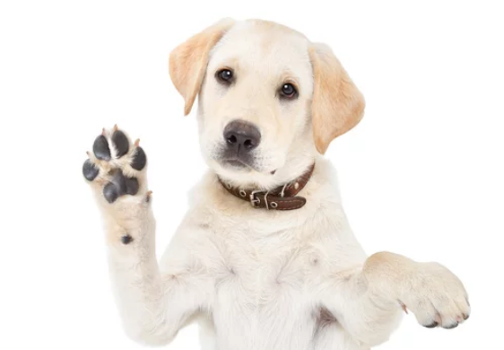 강아지 사진/출처;어도비스톡