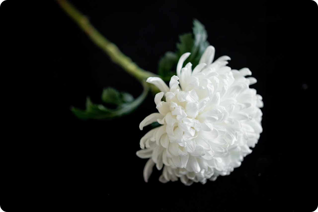 가족연금(유족연금)! 지급 대상과 조건, 간단한 신청 방법