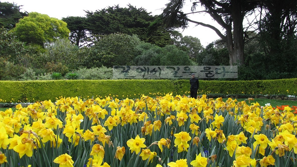 금문공원(Golden Gate Park)