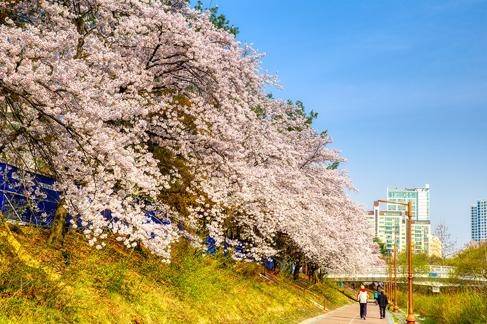 분당중앙공원 벚꽃 - 26