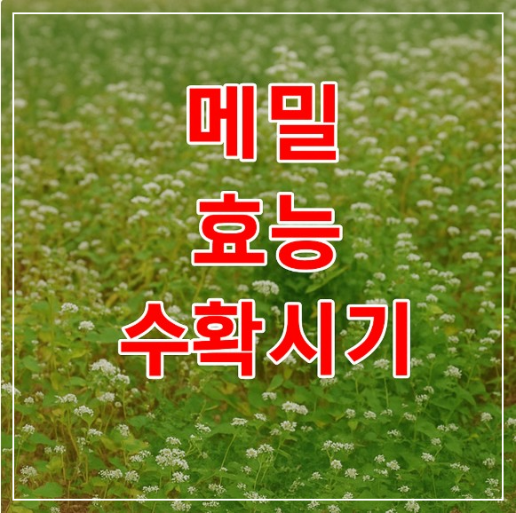메밀