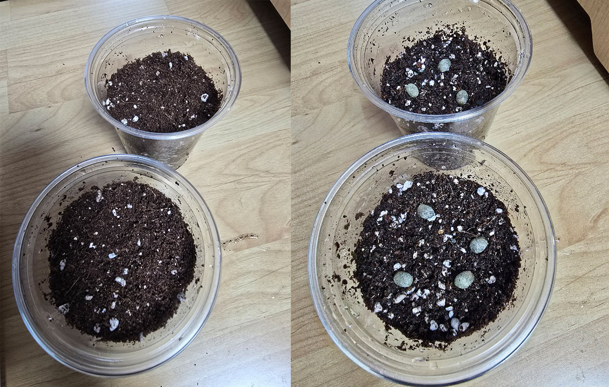 잔에 원예 상토 넣고 커피콩 올려주기