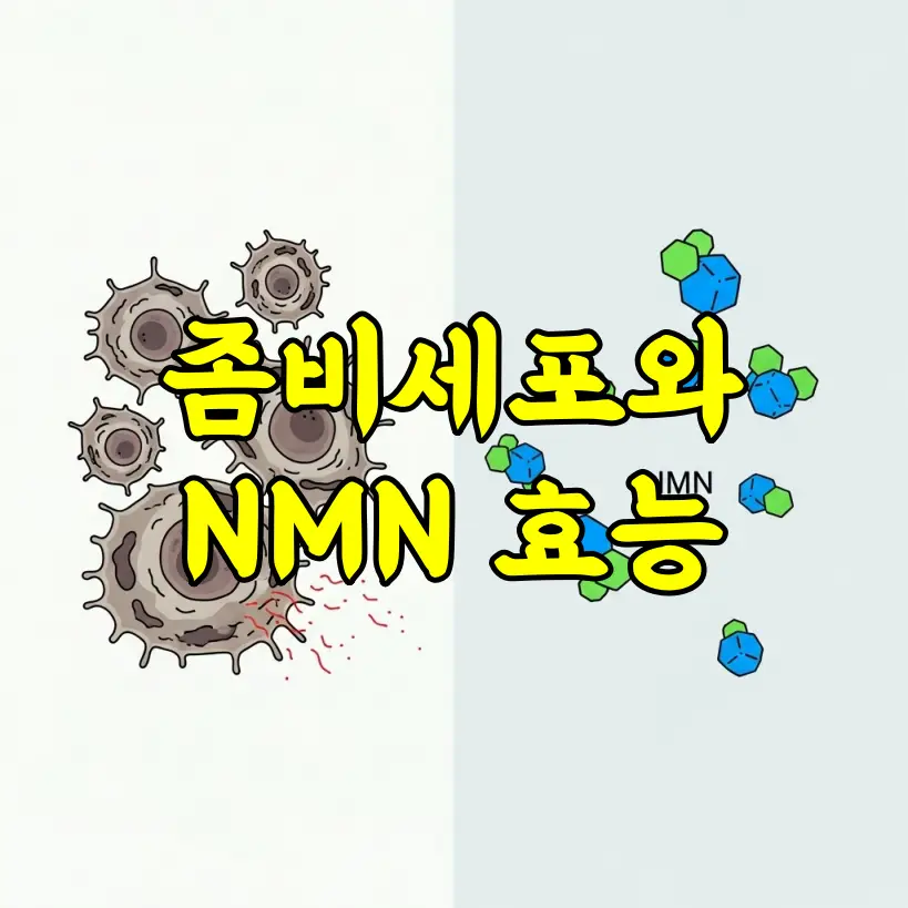 좀비세포와 NMN 효능 총정리 노화를 늦추는 과학적 접근