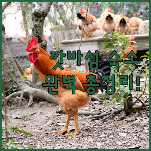깟바섬 여행 숙소 위치별 특징과 수영..