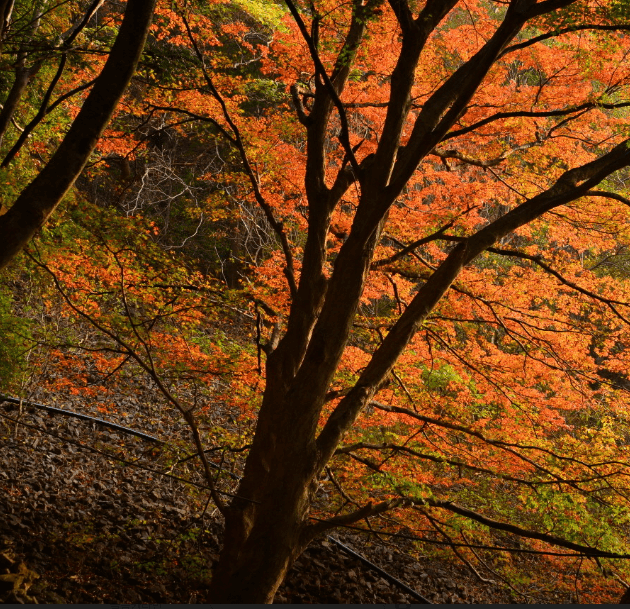 단풍축제 장성군 백양사