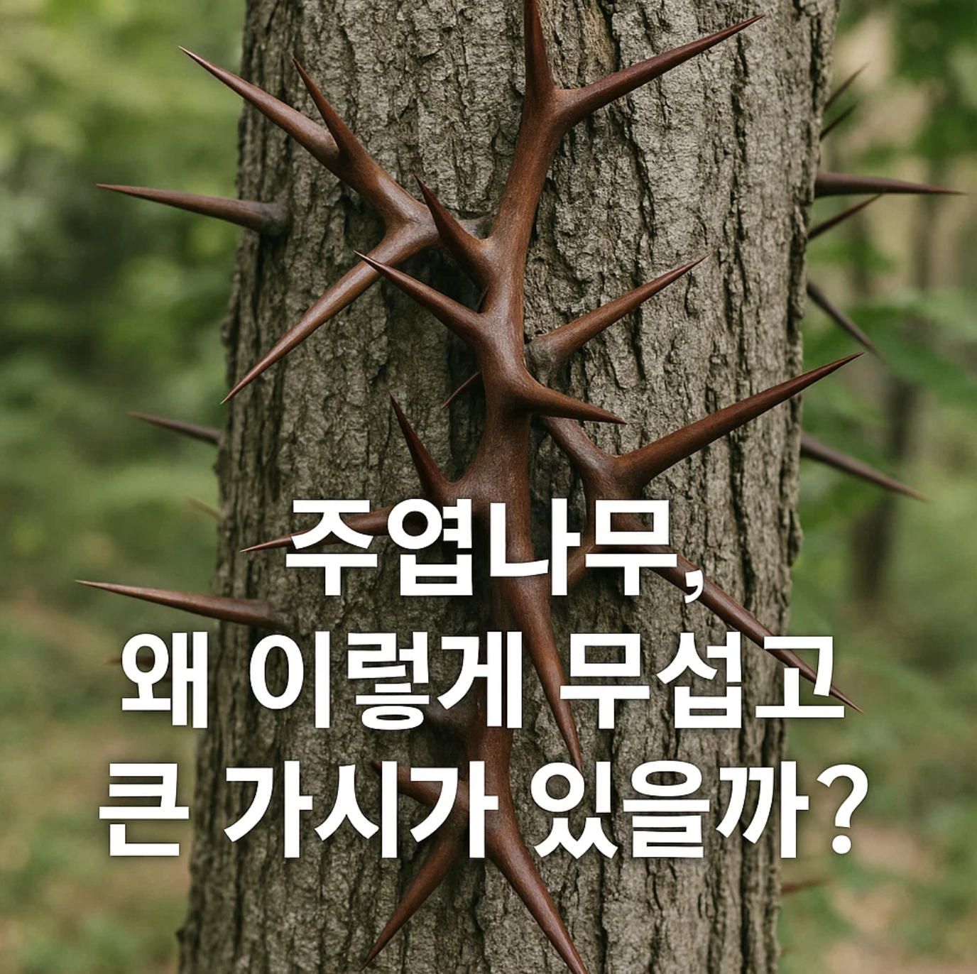주엽나무, 왜 이렇게 무섭고 큰 가시가 있을까?