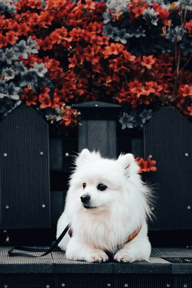 봄철 식물 사진