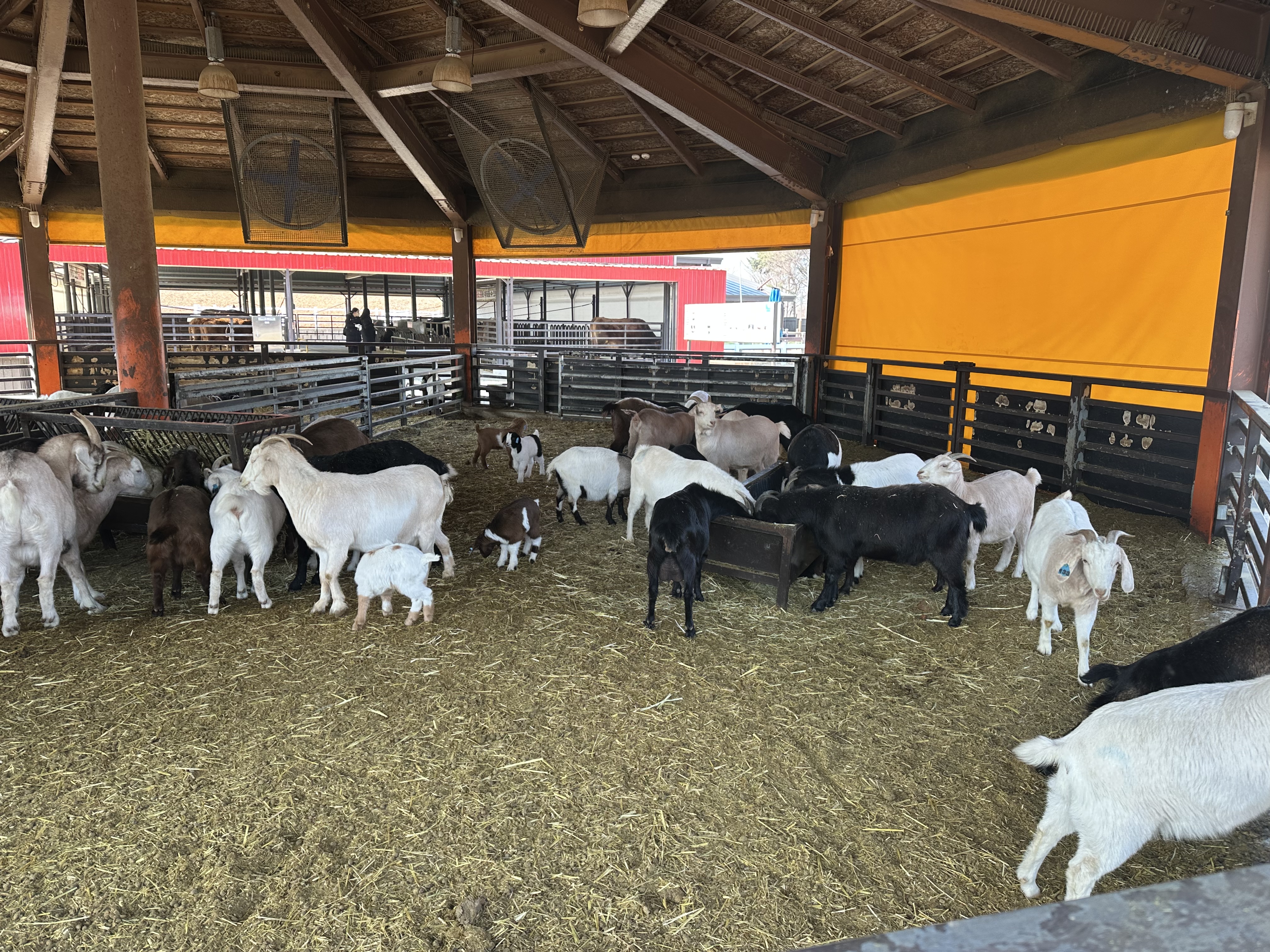 안성팜랜드 염소 사진