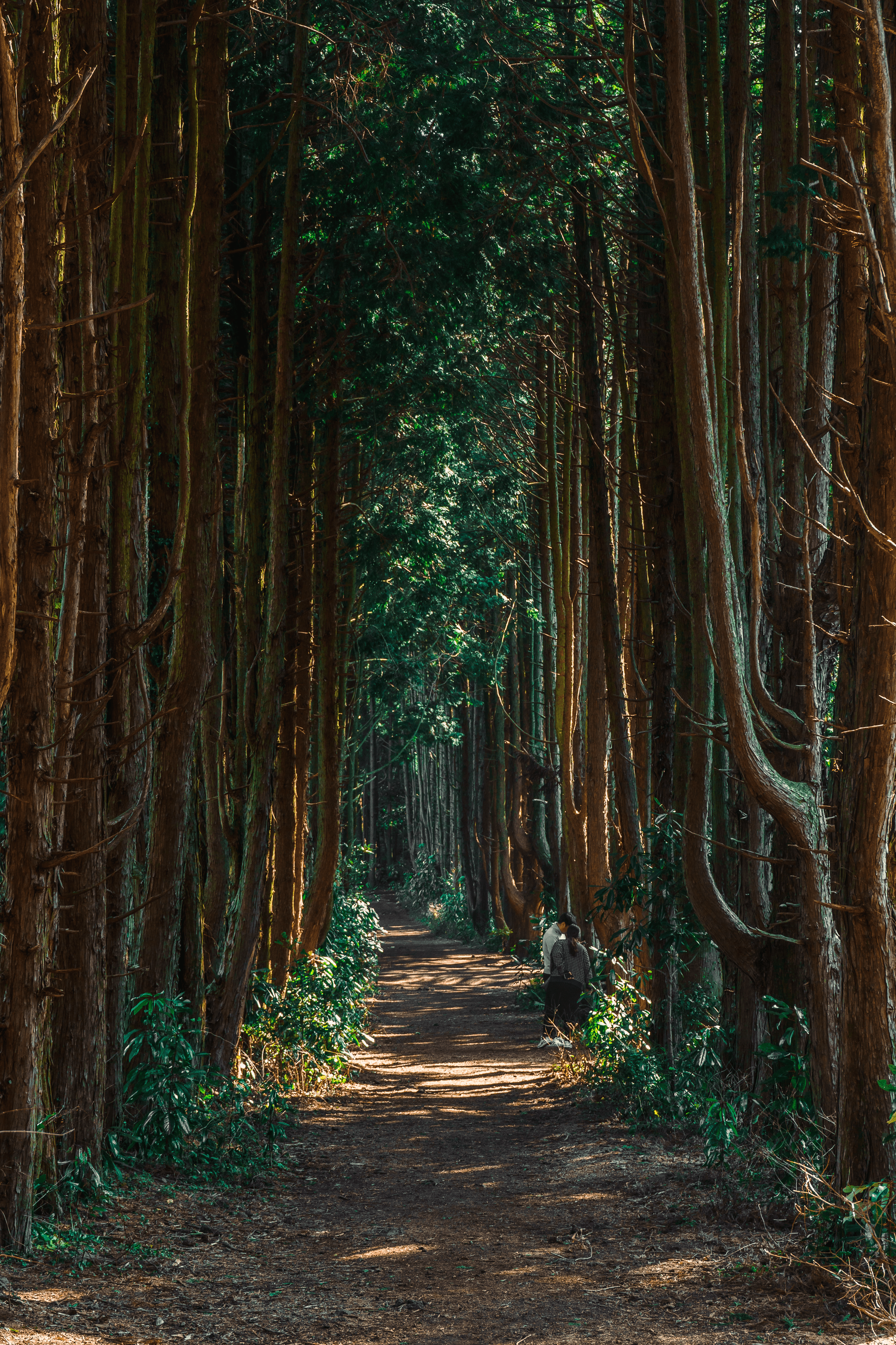 제주 비밀의 숲