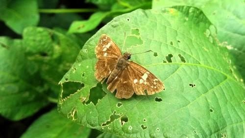 콩-서리태-메주콩-재배-병충해-충해-방제법-담배거세미나방-파밤나방