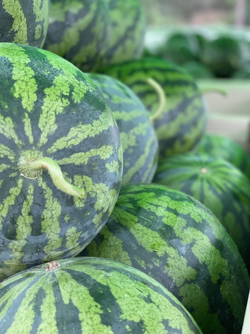 2025 음성명작페스티벌&amp;#44; 명품 먹거리축제