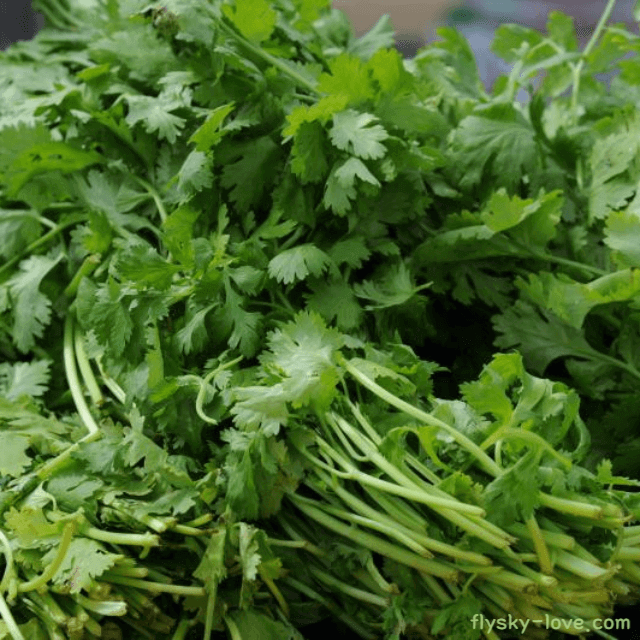 향신채소 파슬리