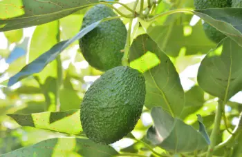 글루타치온이 많이 들어있는 음식 BEST 10