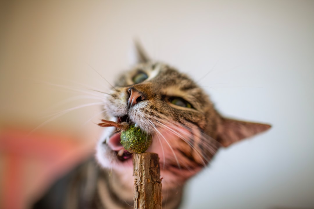 Chew.