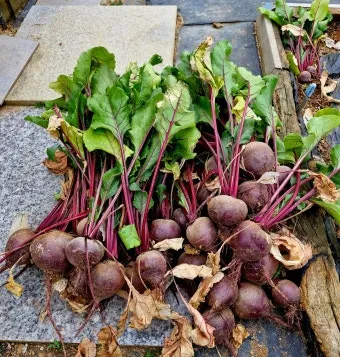 비트 재배 씨앗 불리기 발아 촉진 솎아 내기_6