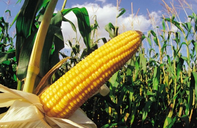 옥수수 주요 영양성분