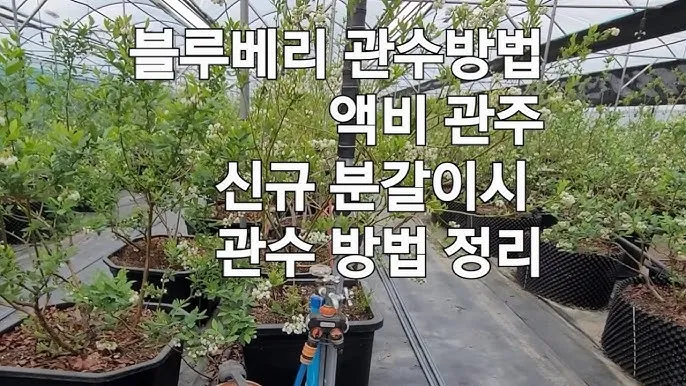 관수 방식 비교 드립 점적 스프링클러 살수장치 선택_5