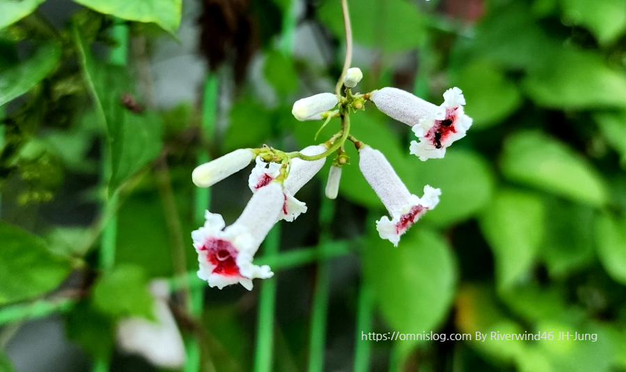 계요등(鷄尿藤)Paederia foetida
