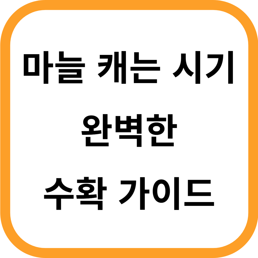 마늘 캐는 시기