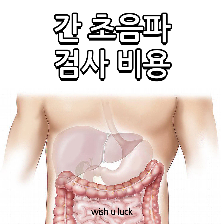 사람 복부 장기 일러스트 이미지
