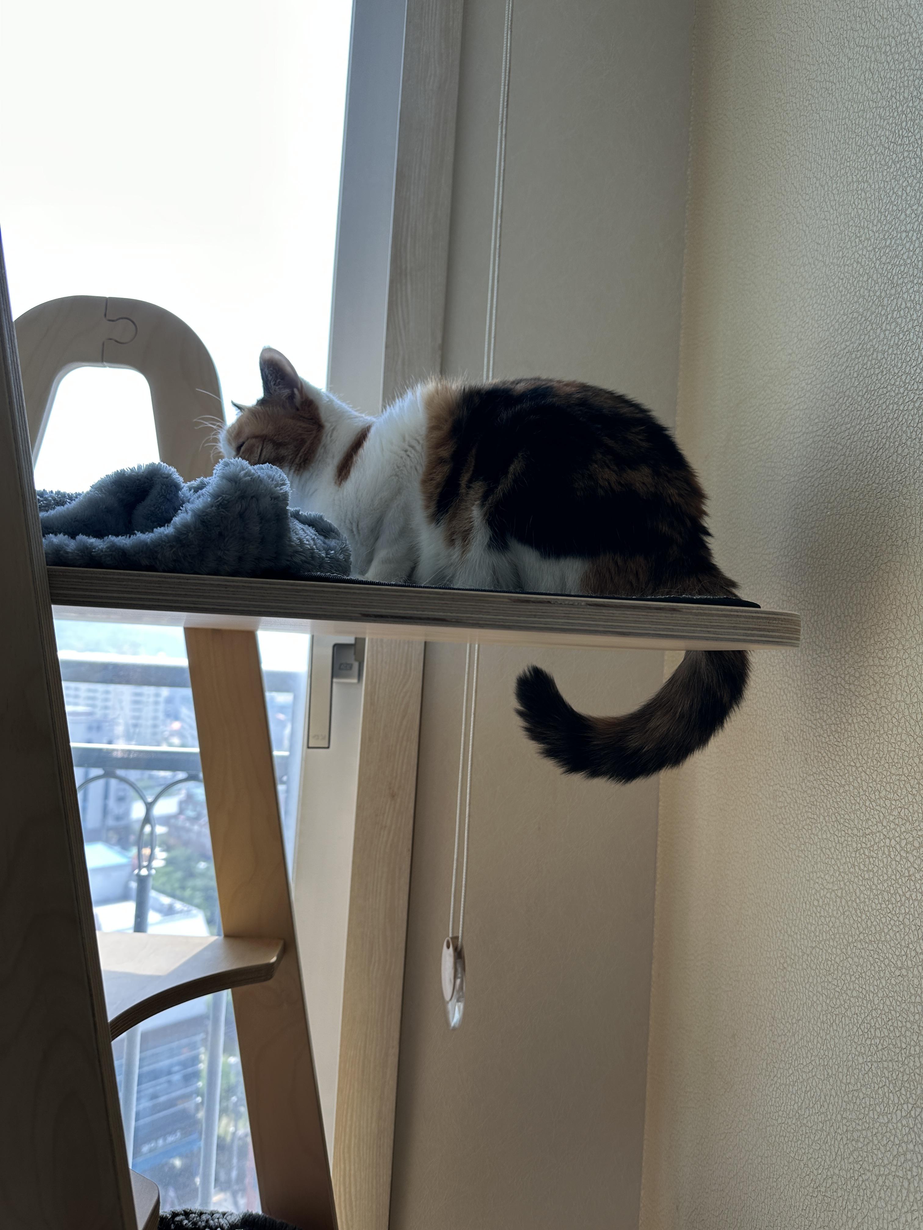 쉴-때도-엣지-있는-요미-꼬리